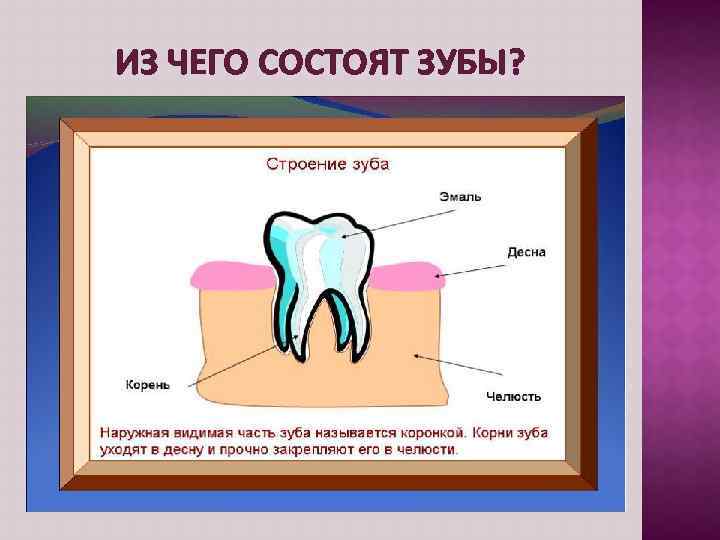 ИЗ ЧЕГО СОСТОЯТ ЗУБЫ? 