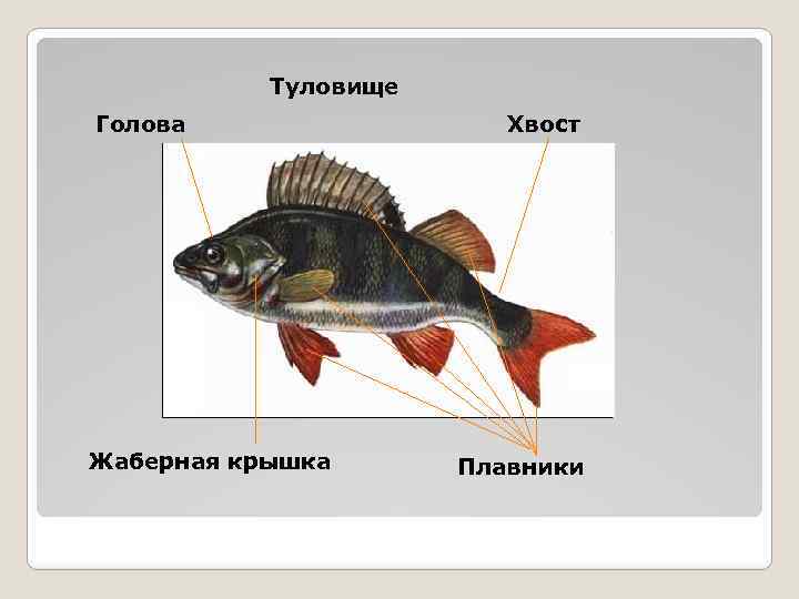 Туловище Голова Жаберная крышка Хвост Плавники 