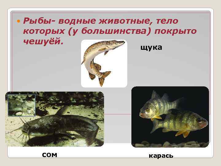  Рыбы- водные животные, тело которых (у большинства) покрыто чешуёй. щука сом карась 