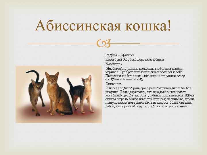 Абиссинская кошка! Родина –Эфиопия Категория-Короткошерстные кошки Характер. Необычайно умная, ласковая, любознательная и игривая. Требует