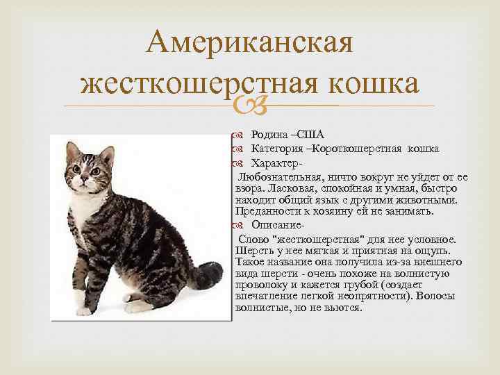 Американская жесткошерстная кошка Родина –США Категория –Короткошерстная кошка Характер. Любознательная, ничто вокруг не уйдет