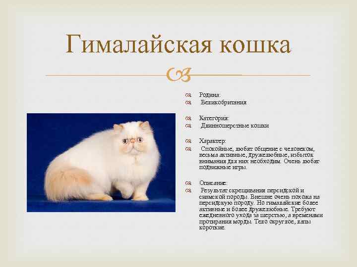 Гималайская кошка Родина: Великобритания Категория: Длинношерстные кошки Характер: Спокойные, любят общение с человеком, весьма
