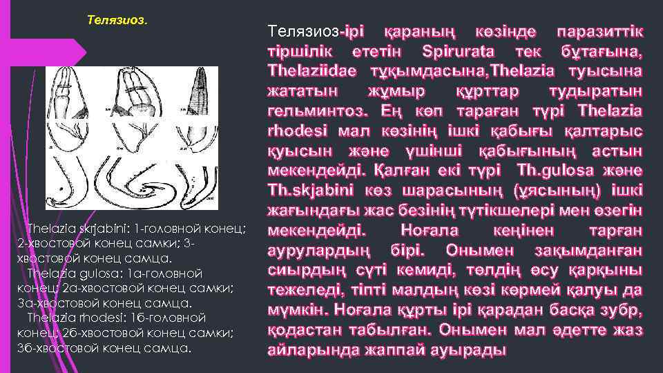 Телязиоз. Thelazia skrjabini: 1 -головной конец; 2 -хвостовой конец самки; 3 хвостовой конец самца.