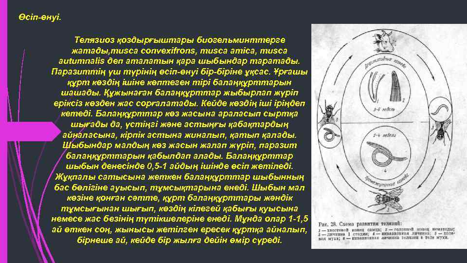 Өсіп-өнуі. Телязиоз қоздырғыштары биогельминттерге жатады, musca convexifrons, musca amica, musca autumnalis деп аталатын қара