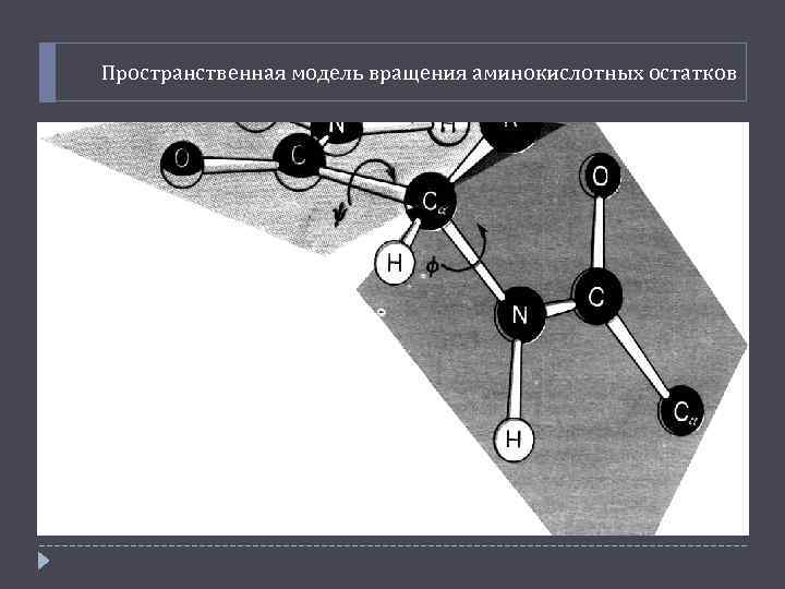 Пространственная модель вращения аминокислотных остатков 