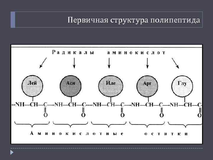 Первичная структура полипептида 
