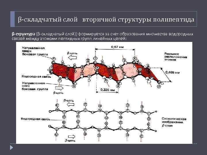 β-складчатый слой вторичной структуры полипептида β-структура (β-складчатый слой)) формируется за счет образования множества водородных