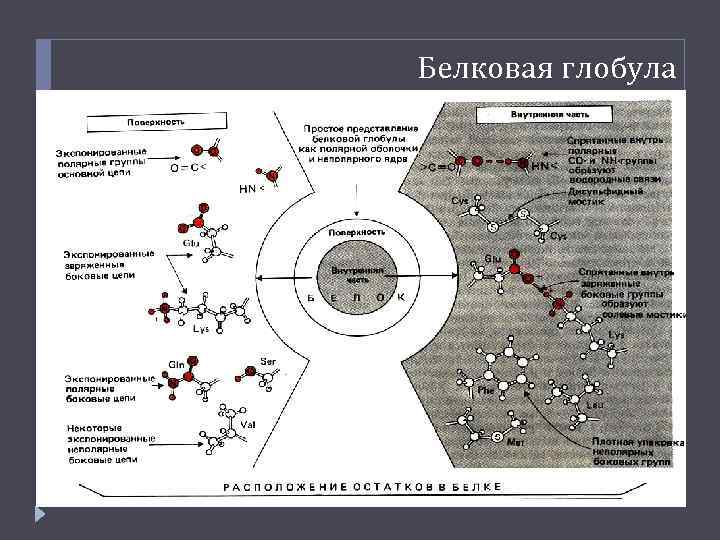 Белковая глобула 