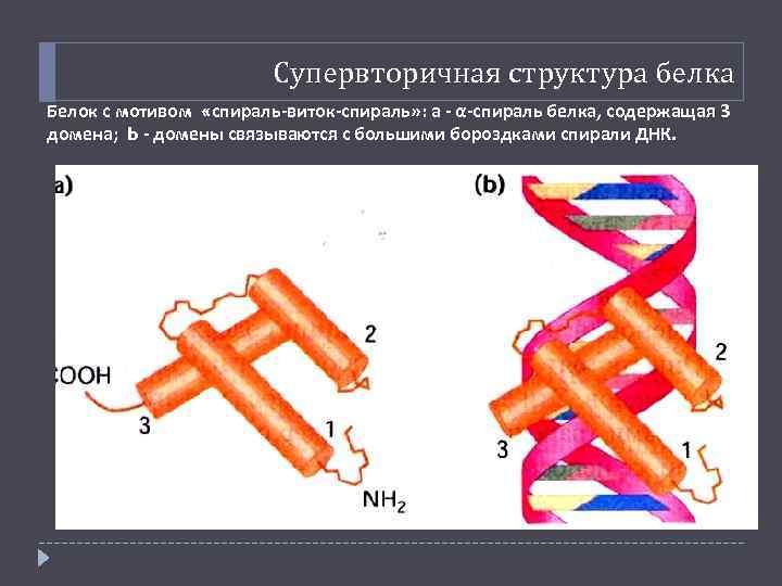 Супервторичная структура белка Белок с мотивом «спираль-виток-спираль» : а - α-спираль белка, содержащая 3