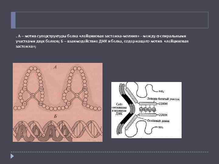 . А – мотив суперструктуры белка «лейциновая застежка-молния» - между α-спиральными участками двух белков;