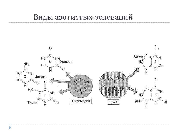 Виды азотистых оснований 