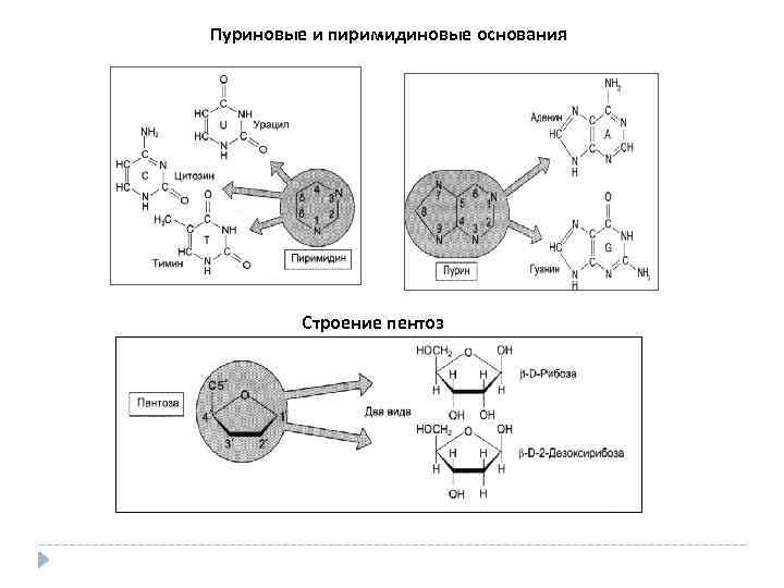 Пуриновые и пиримидиновые основания Строение пентоз 
