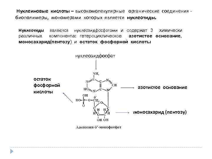  Нуклеиновые кислоты – высокомолекулярные органические соединения - биополимеры, мономерами которых является нуклеотиды. Нуклеотиды