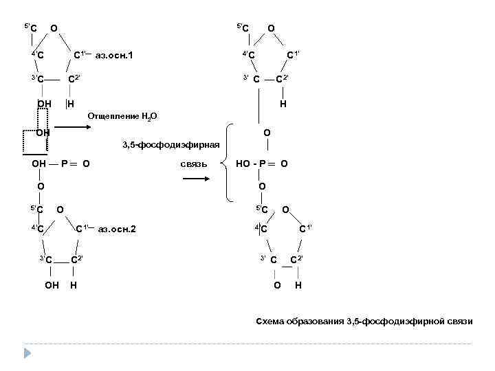 5′ С О 5′С О │ 4′С С 1′― аз. осн. 1 3′С 4′С