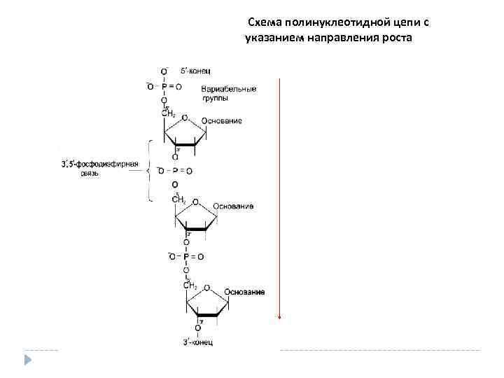 Полинуклеотидная рнк. Строение нуклеотида РНК строение полинуклеотидной цепи. Структура полинуклеотидной цепи РНК. Первичная структура ДНК полинуклеотидная цепь. Схема строения полинуклеотидной цепи.
