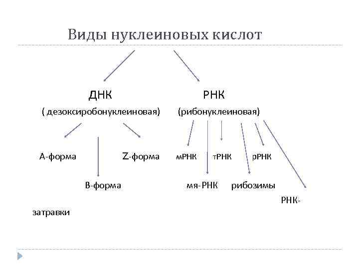 Виды нуклеиновых кислот ДНК РНК ( дезоксиробонуклеиновая) (рибонуклеиновая) А-форма Z-форма м. РНК т. РНК