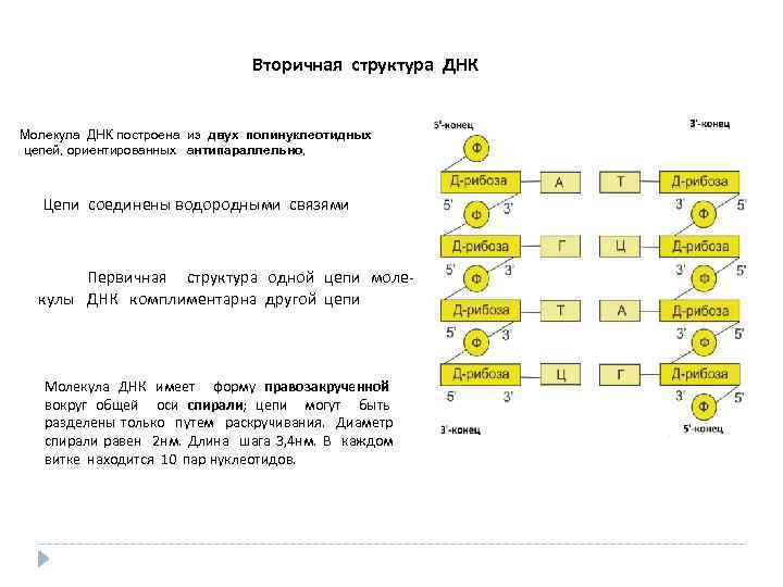 Вторичная структура ДНК Молекула ДНК построена из двух полинуклеотидных цепей, ориентированных антипараллельно, Цепи соединены