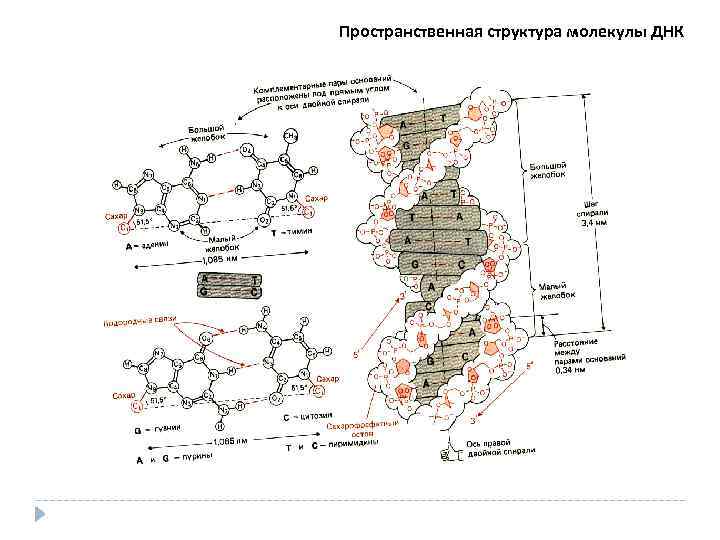 Пространственная структура молекулы ДНК 