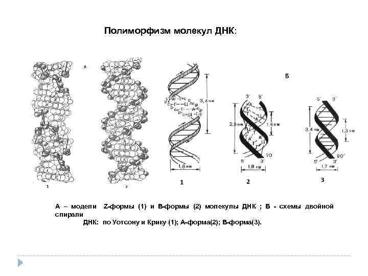 Форма днк. Полиморфизм двойной спирали ДНК кратко. Полиморфизм вторичной структуры ДНК. Форма макромолекулы ДНК. Полиморфизм структуры ДНК кратко.