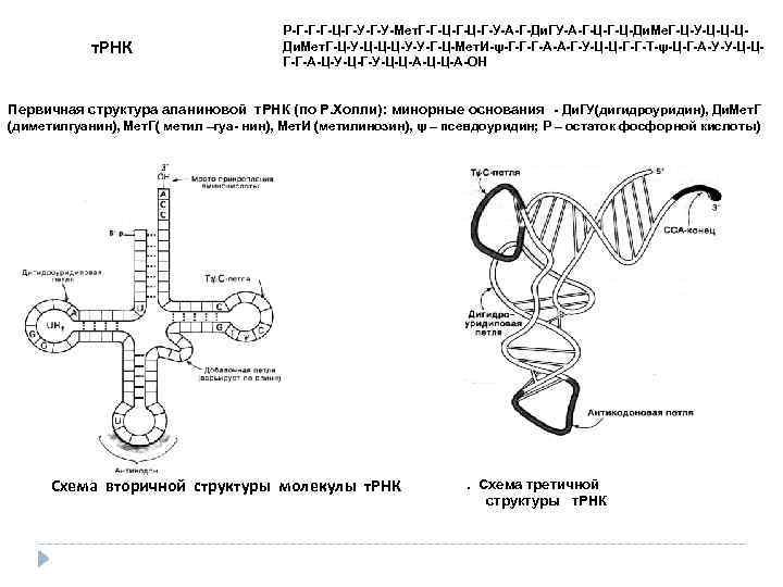  т. РНК Р-Г-Г-Г-Ц-Г-У-Мет. Г-Г-Ц-Г-У-А-Г-Ди. ГУ-А-Г-Ц-Ди. Ме. Г-Ц-У-Ц-Ц-ЦДи. Мет. Г-Ц-У-Ц-Ц-Ц-У-У-Г-Ц-Мет. И-ψ-Г-Г-Г-А-А-Г-У-Ц-Ц-Г-Г-Т-ψ-Ц-Г-А-У-У-Ц-ЦГ-Г-А-Ц-У-Ц-Г-У-Ц-Ц-А-ОН Первичная структура аланиновой