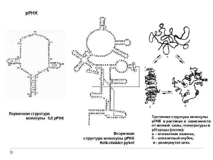 Рассмотрите рисунок и укажите названия процессов обозначенных цифрами 1 и 2 назовите конечный трнк