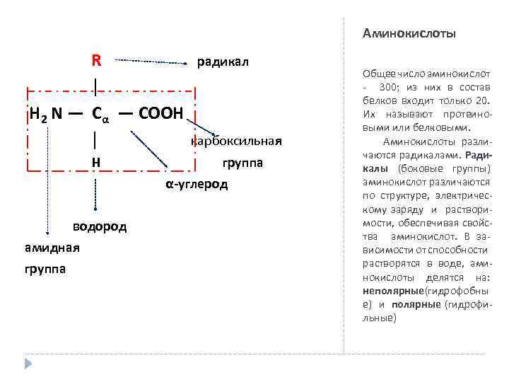  R радикал │ H 2 N — Сα — СООН │ карбоксильная H