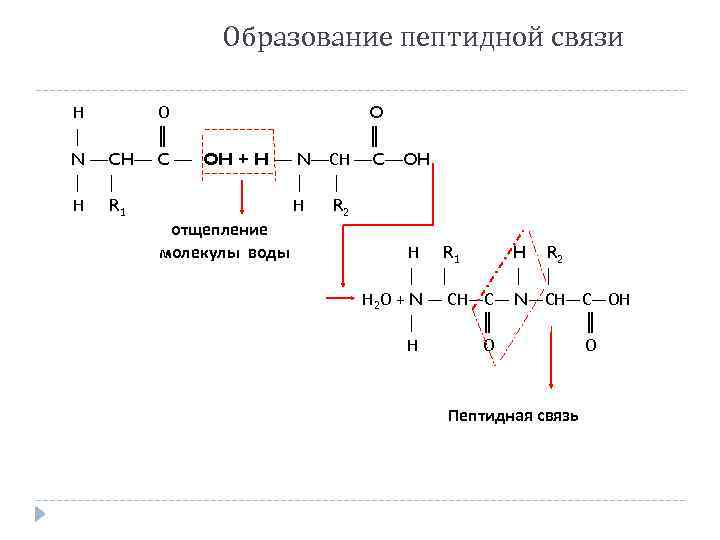 Образование пептидной связи Н О O │ ║ N —CH— C — OH +