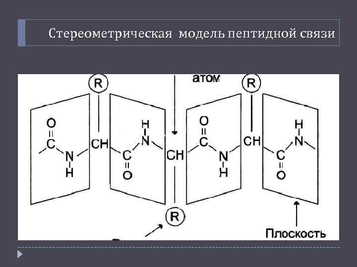 Стереометрическая модель пептидной связи 