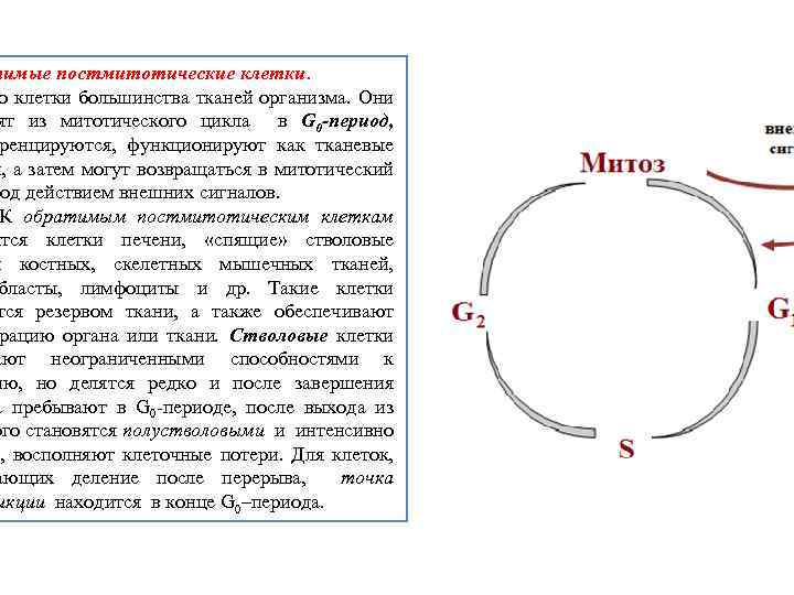 Цикл деления клетки