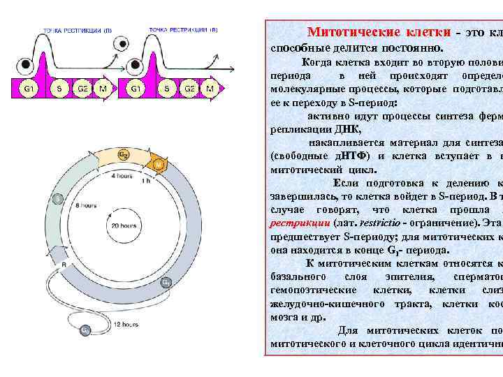 Клеточный цикл схема егэ