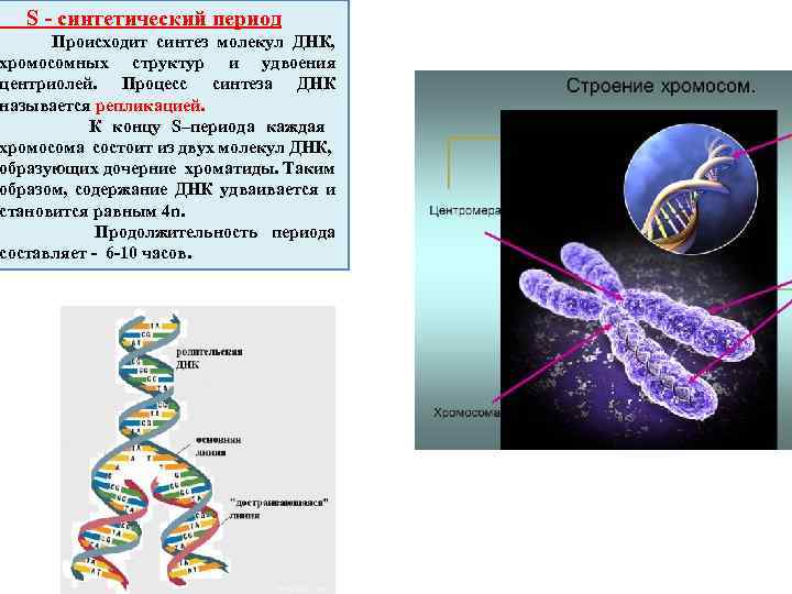 Какие молекулы синтезируются