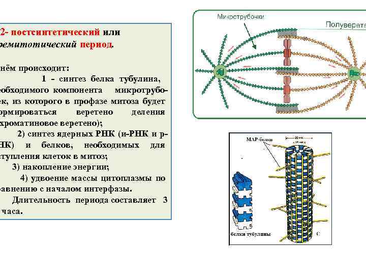 Веретено деления образуется из