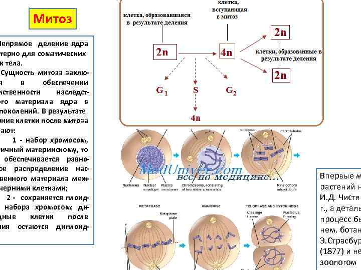 Митотический цикл деления клетки