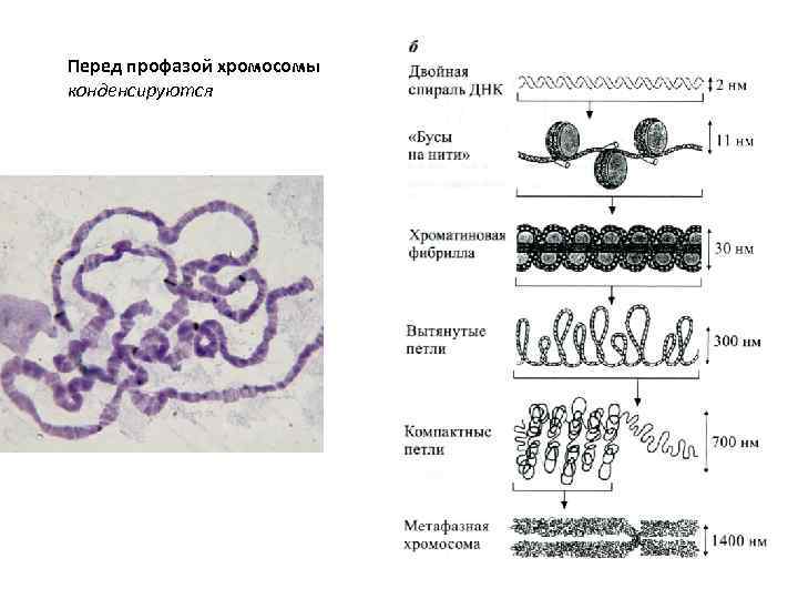 Количество днк в профазе 1. Хроматиновые петли. Профаза Синтез и РНК. Лишайники строение профаза клетки. Формирование хроматиновой нити.