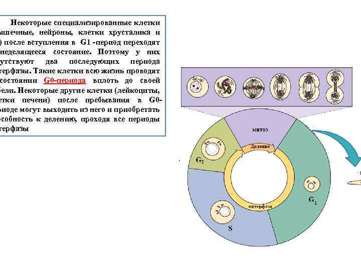 Жизненный цикл клетки кратко. Период клеточного цикла для нервных клеток. Цикл деления клетки диаграмма. Клеточный цикл нейрона. Специализация клеток.