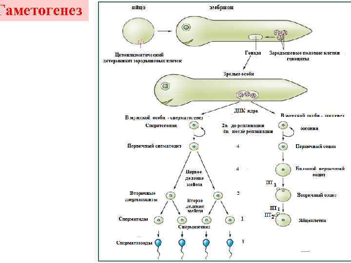 Гаметогенез 