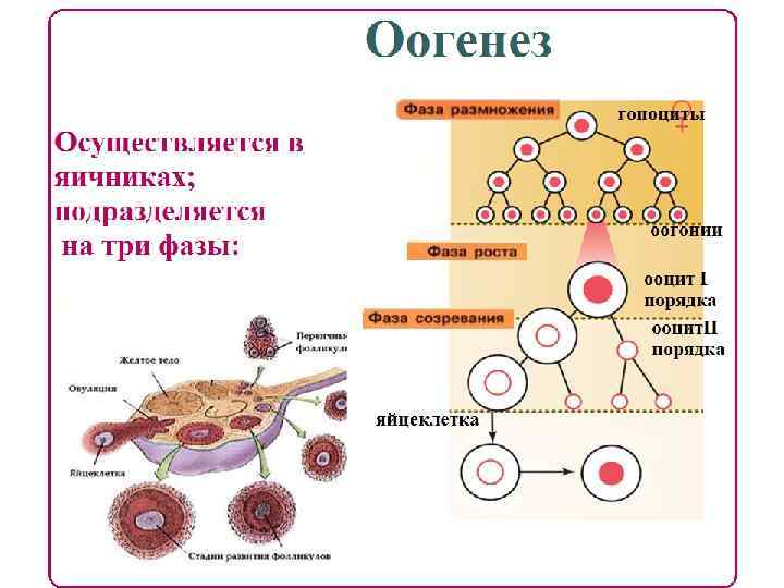 Что такое моторный онтогенез