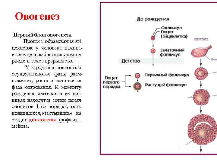 Овогенез Первый блок овогенеза. Процесс образования яйцеклеток у человека начинается еще в эмбриональном периоде