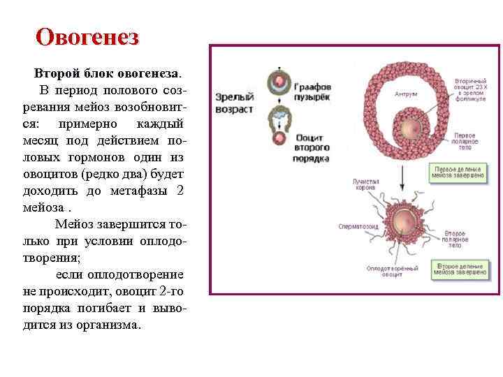 Овогенез Второй блок овогенеза. В период полового созревания мейоз возобновится: примерно каждый месяц под