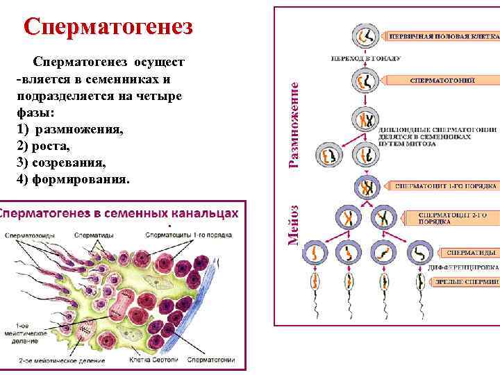 Cперматогенез Сперматогенез осущест вляется в семенниках и подразделяется на четыре фазы: 1) размножения, 2)