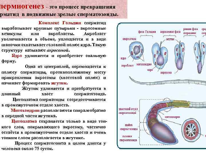 пермиогенез - это процесс превращения рматид в подвижные зрелые сперматозоиды. Комплекс Гольджи сперматид вырабатывает
