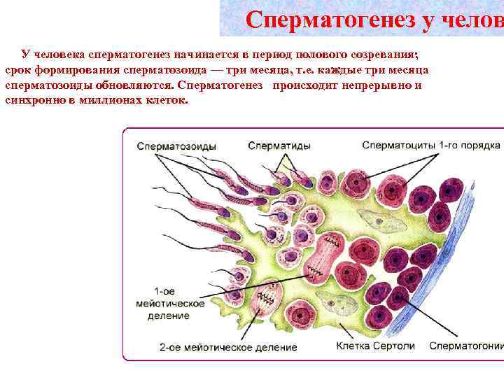 Сперматогенез у челов У человека сперматогенез начинается в период полового созревания; срок формирования сперматозоида