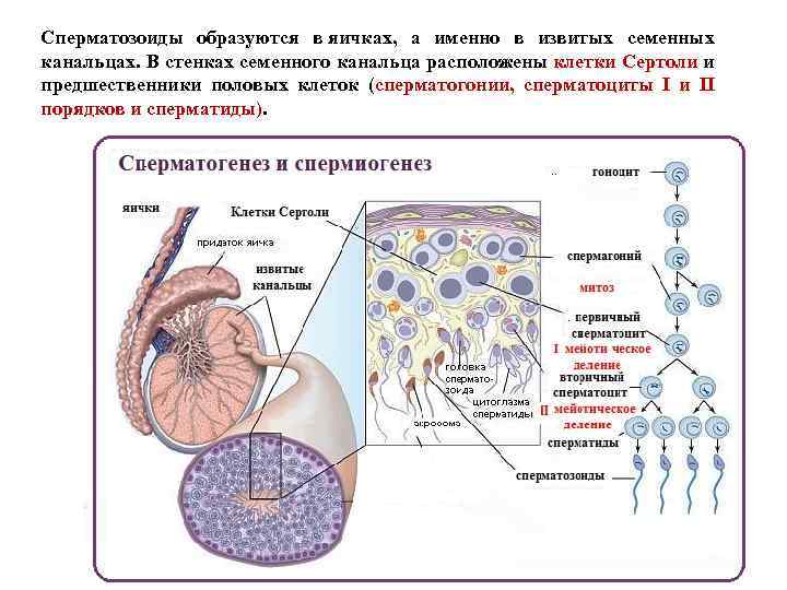 Сперматозоиды образуются в яичках, а именно в извитых семенных канальцах. В стенках семенного канальца