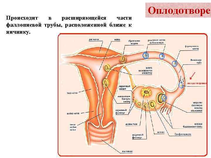 Происходит в расширяющейся части фаллопиевой трубы, расположенной ближе к яичнику. Оплодотворен 