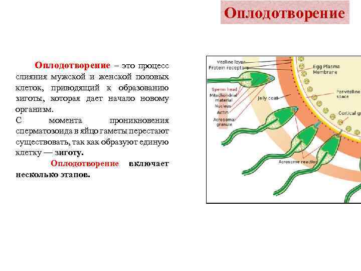 Оплодотворение – это процесс слияния мужской и женской половых клеток, приводящий к образованию зиготы,