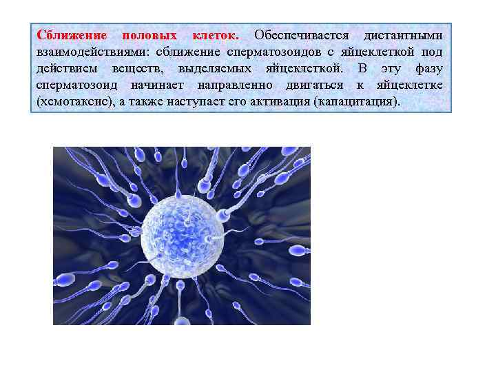 Сближение половых клеток. Обеспечивается дистантными взаимодействиями: сближение сперматозоидов с яйцеклеткой под действием веществ, выделяемых