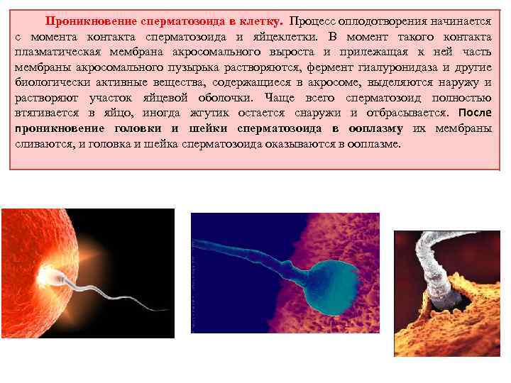 Начало оплодотворения