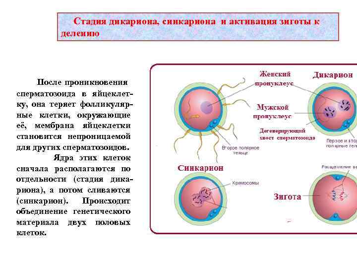  Стадия дикариона, синкариона и активация зиготы к делению После проникновения сперматозоида в яйцеклет