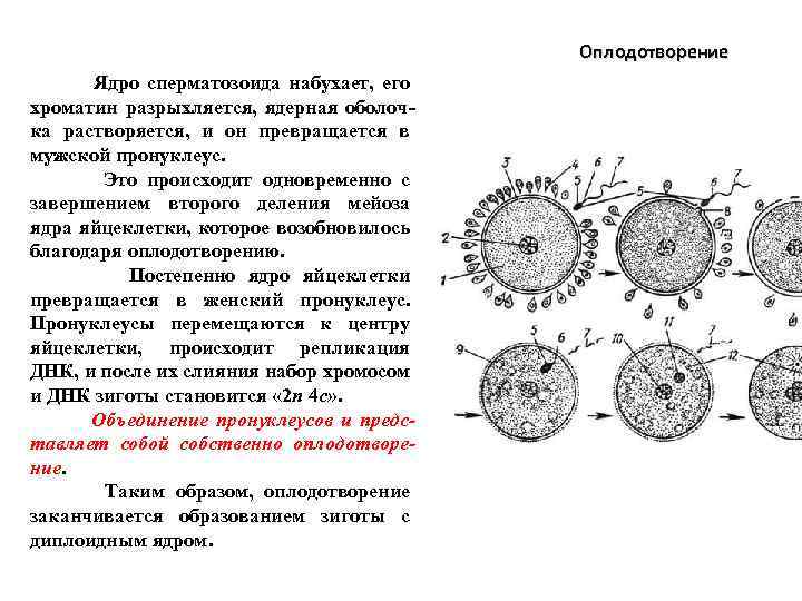 Оплодотворение Ядро сперматозоида набухает, его хроматин разрыхляется, ядерная оболоч ка растворяется, и он превращается