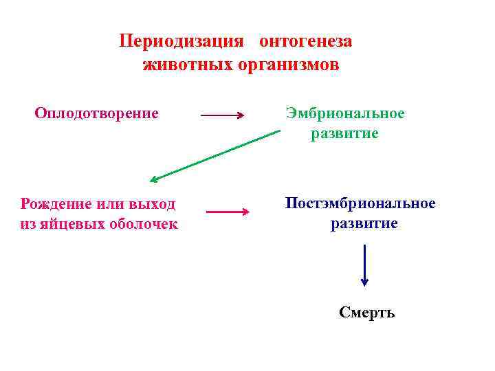  Периодизация онтогенеза животных организмов Оплодотворение Эмбриональное развитие Рождение или выход из яйцевых оболочек